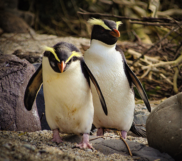 Fiordland Penguin