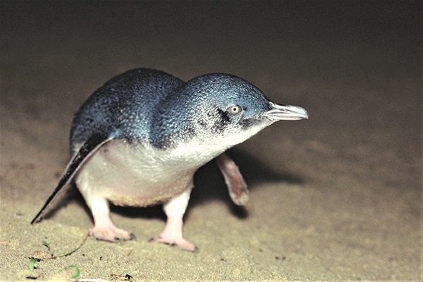 blue-penguin