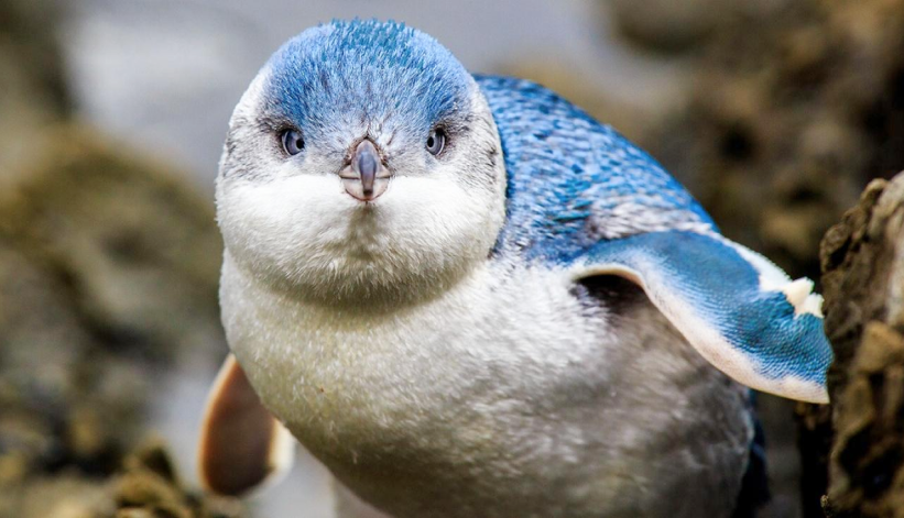 Litte Blue Penguin